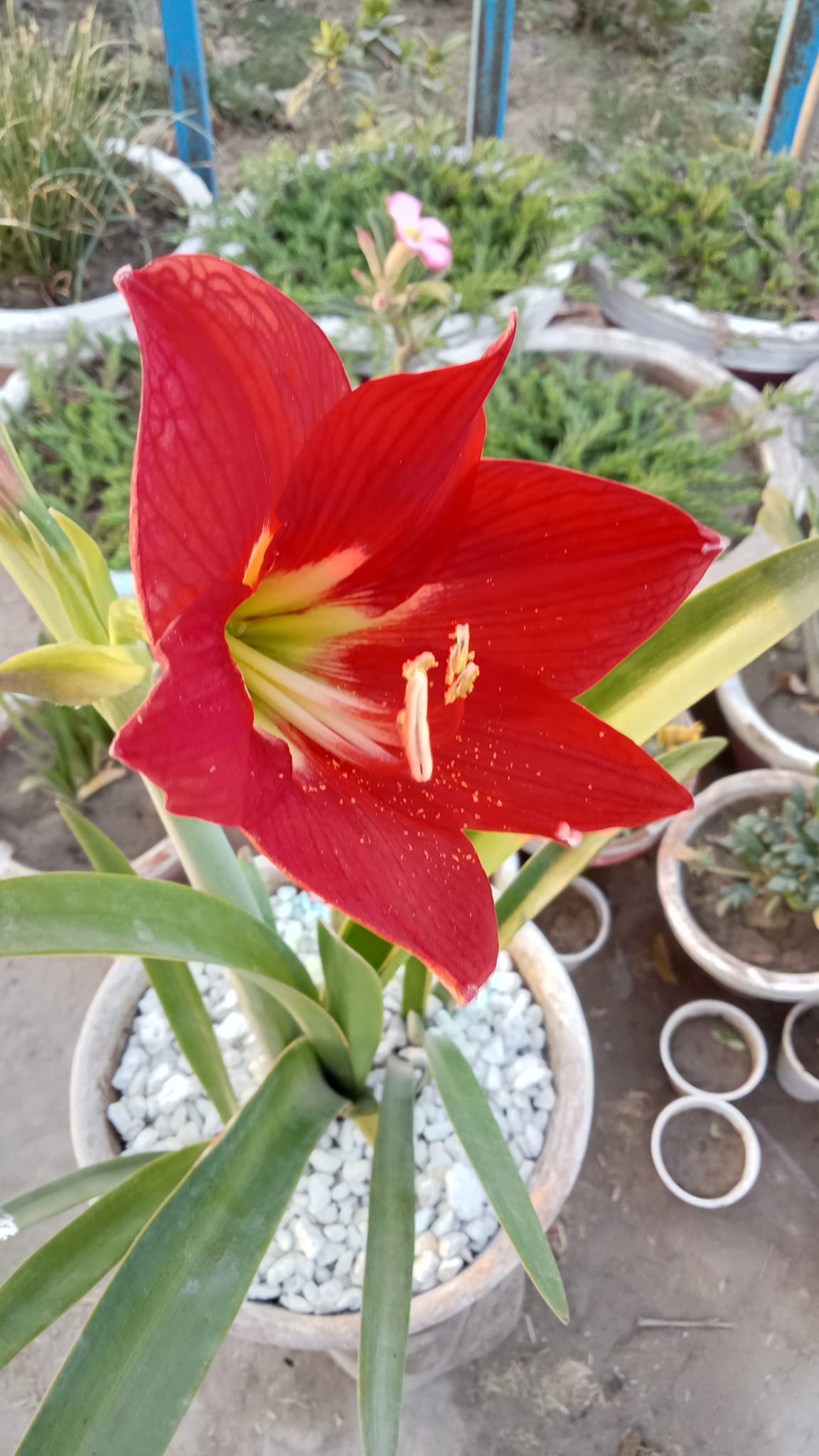 Online Plants Nursery in Pakistan | کافی سارا انتظار کروانے کے بعد گل ...