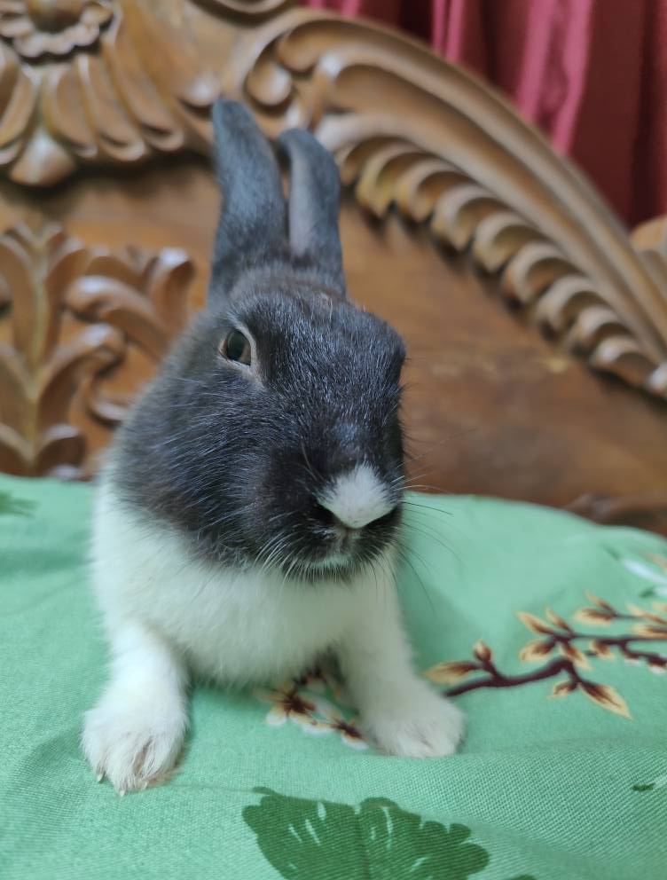 খরগোশ The Rabbit | Facebook