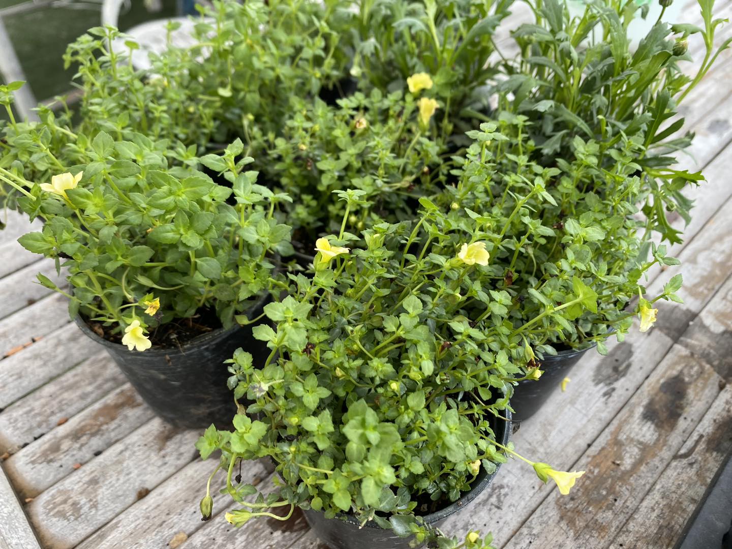 GREEN TREES Market | Si Racha