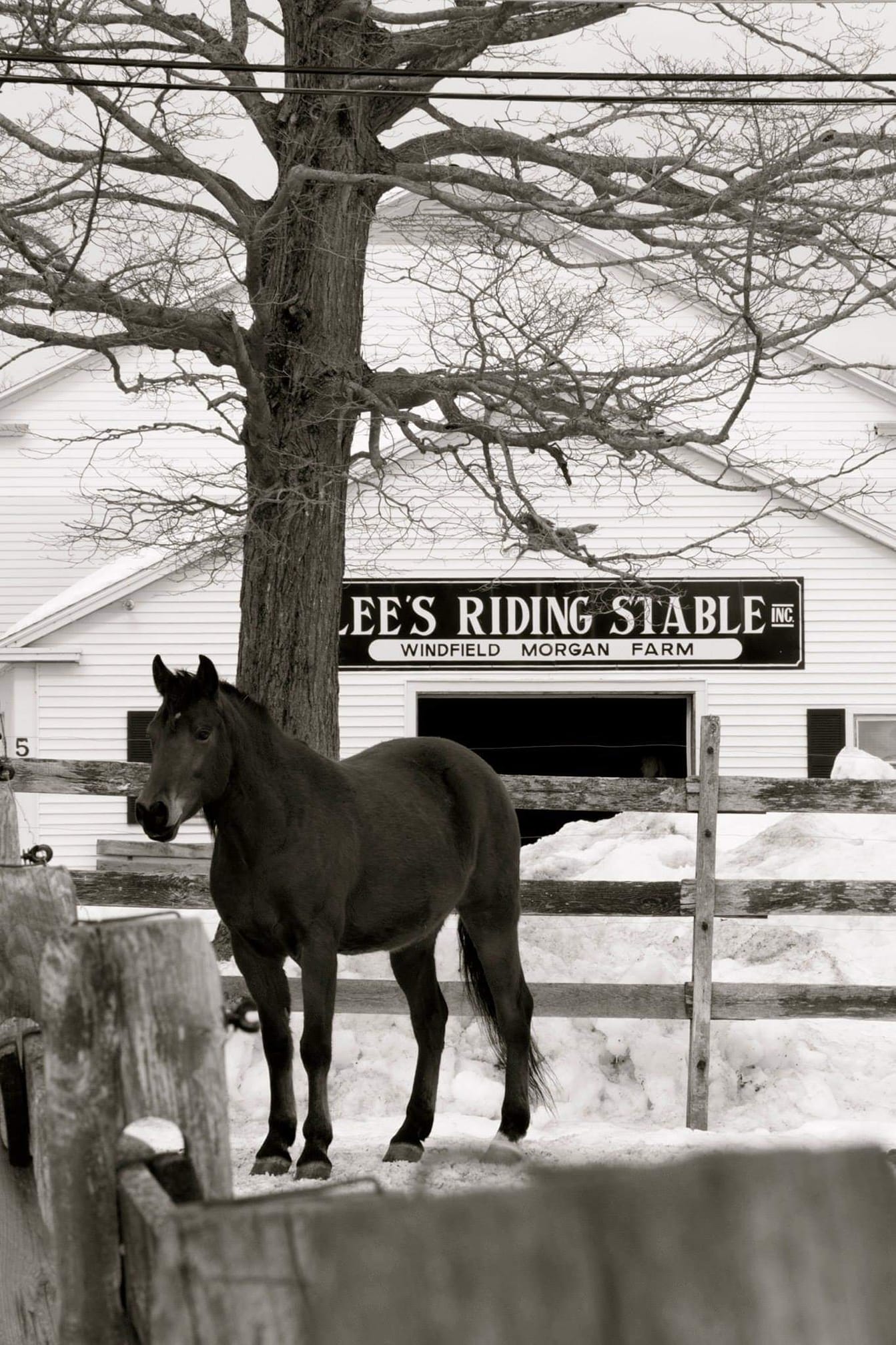 Beautiful picture of Windfield... - Lee's Riding Stable, Inc.