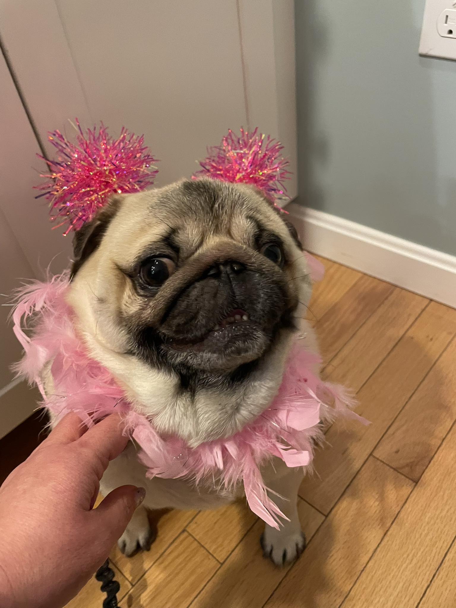 cute pugs dressed up I'm so happy Macie let me dress her for Valentine's Day ❤️ Real Lucinda Twist Back Midi Kioko Graphic Tees Size:11Y