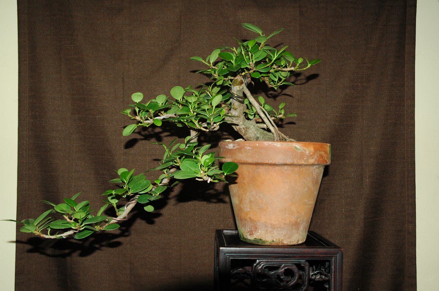 For Sale: Item #: TB-1702-GIF... - Quattlebaum Bonsai Nursery