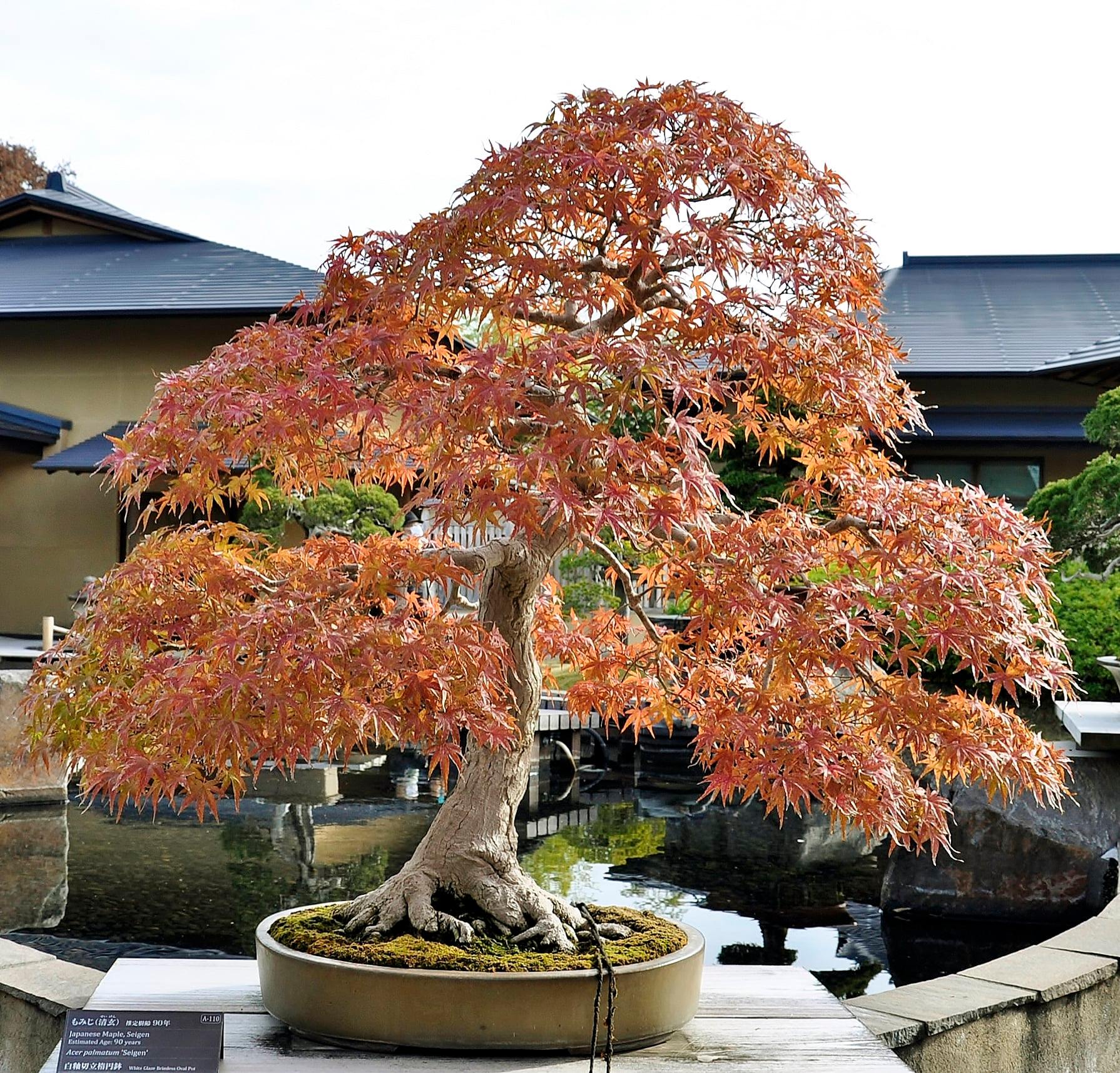 Wonderful Japanese maple 🍂🍁 Acer Palmatum named 'Musashi-ga-oka