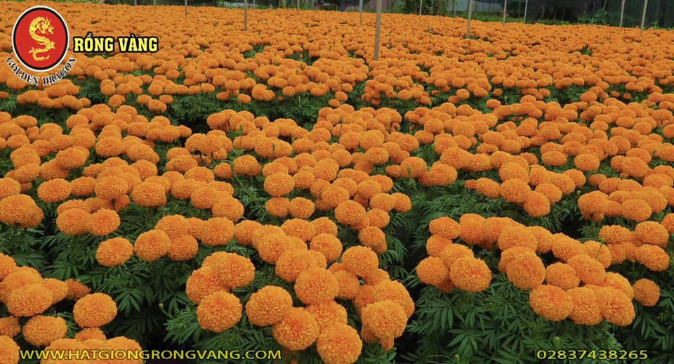 Hạt Giống Hoa Rồng Vàng | Ho Chi Minh City