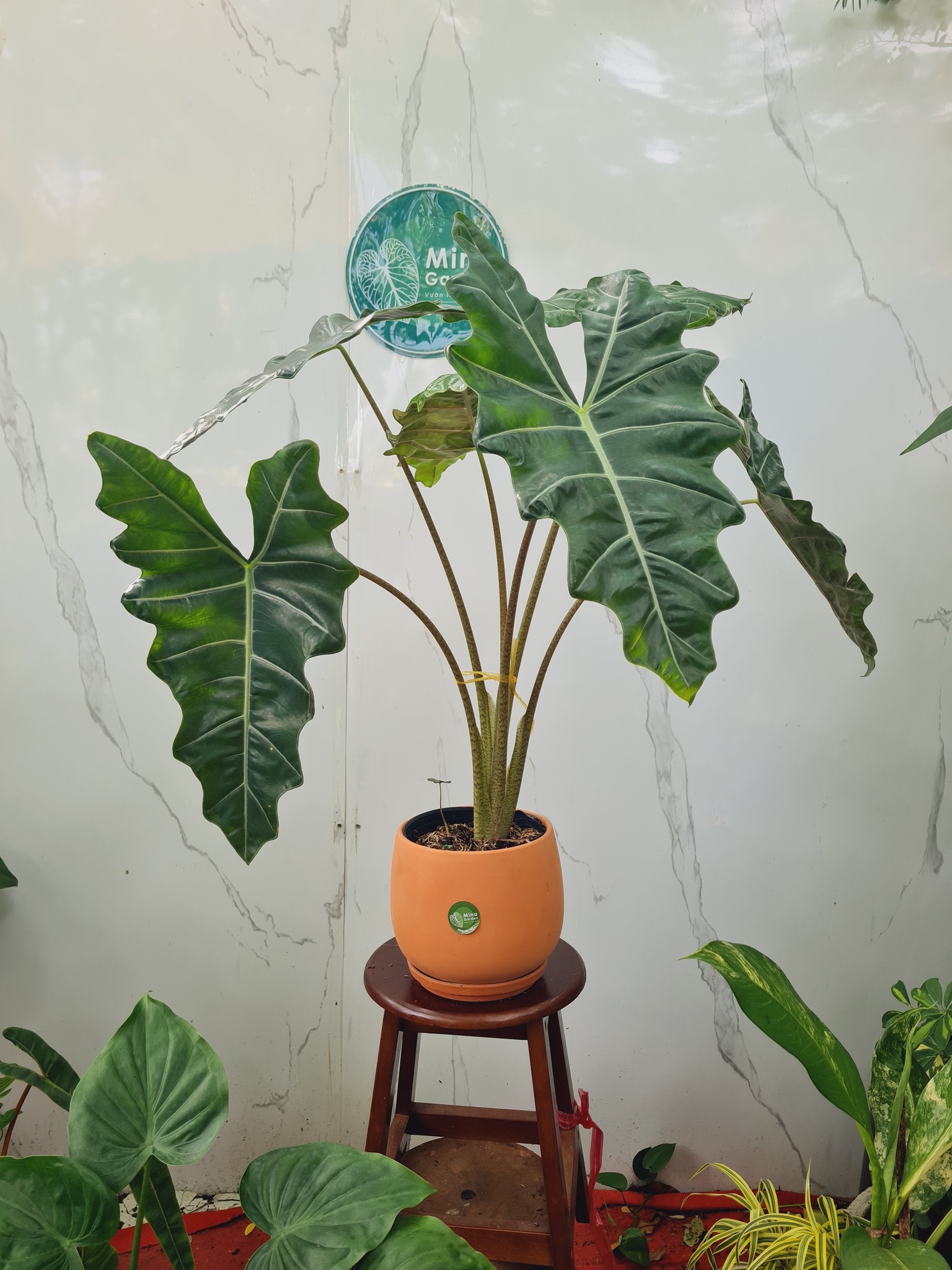 Ceramic Garden - Mina Hassan - Pret