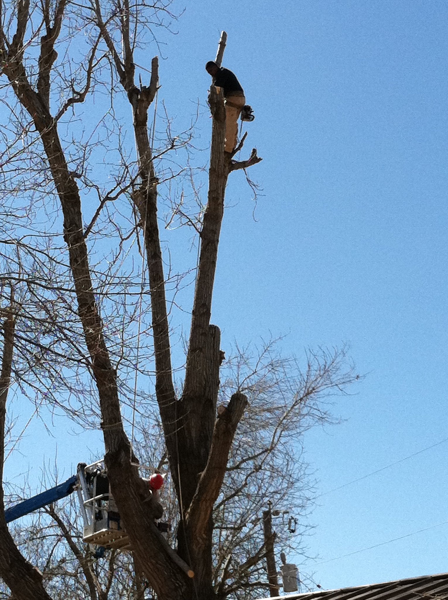 JJ Tree Service | San Antonio TX