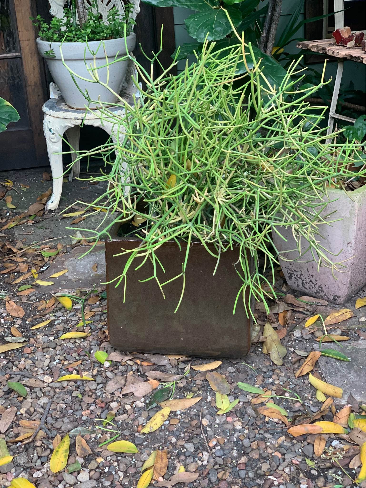 Tea-Gardens Hawks-Nest buy,swap,sell and free goods | A huge firestic ...