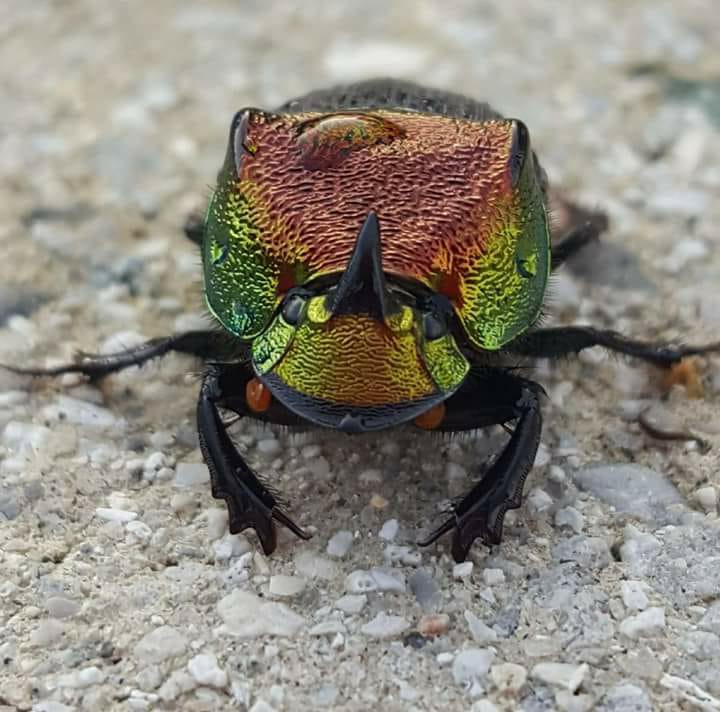 Identified scarab beetle species found in garden