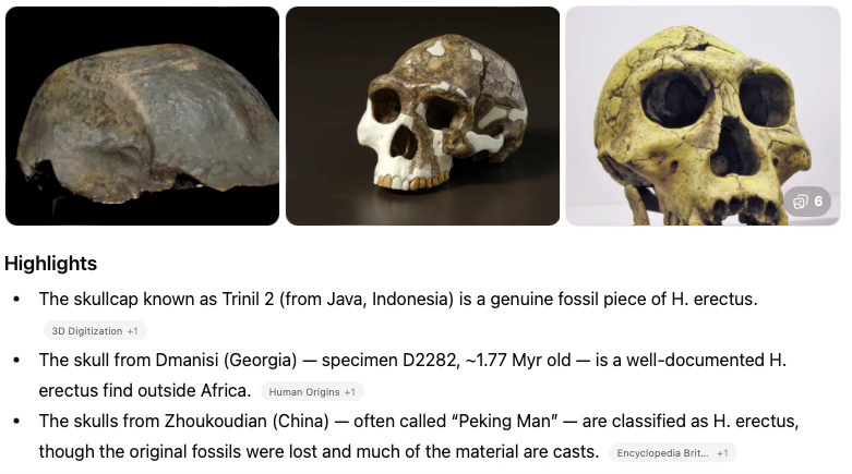 ANCESTORS | Human Origins | **Here are three skull fossils which are ...