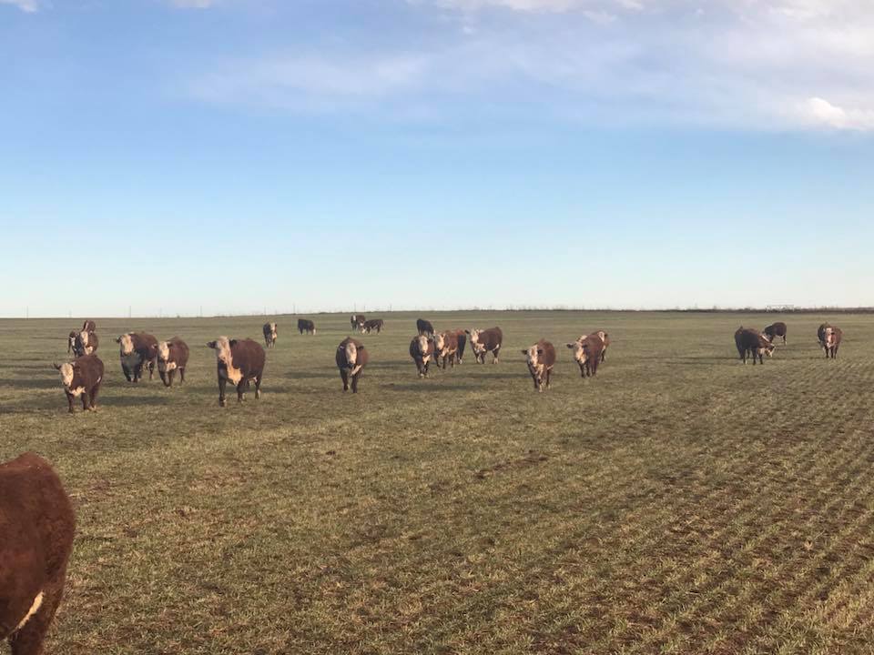 Square G Ranch | Putnam OK