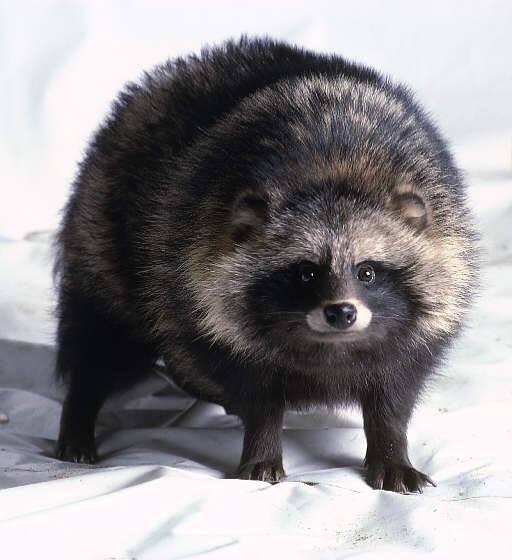 Rocket Raccoon - Slow raccoon news day, so here's a photo of the ...