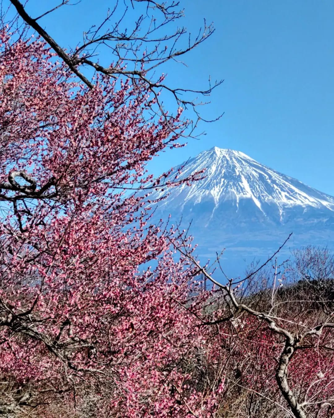 初春(静岡県富士市岩本山公園) Early spring (Iwamotoyama Park, Fuji