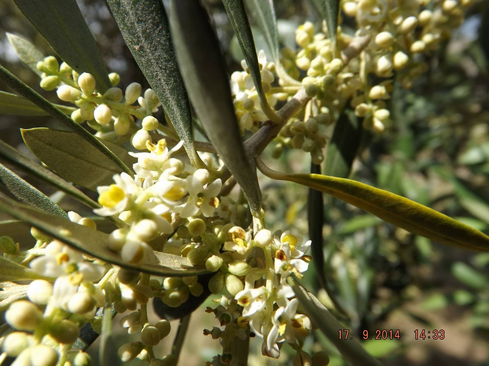 Olium - ¿Sabías que la flor del olivo se llama RAPA? Hoy...