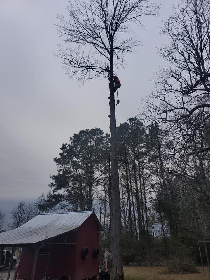 Colbert’s Affordable Tree Service | Bolivia NC