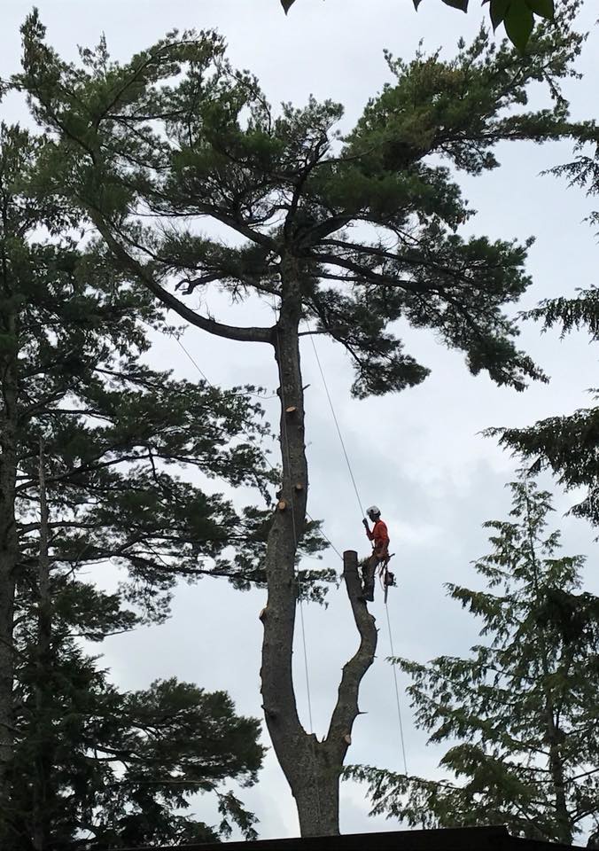 Royle Tree Company, Inc. | Sanbornville NH