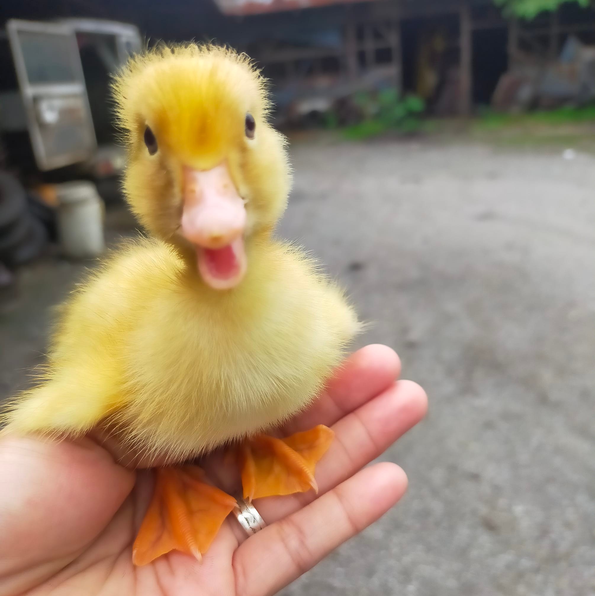 Sa mga ka-ducks natin sa Cavite, Batangas, Rizal at syempre Laguna ipon ...
