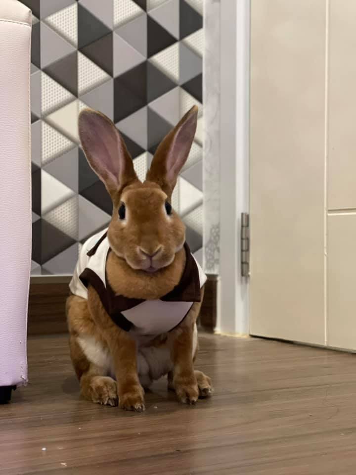 Rabbits the explorer / กระต่ายน้อยนักสำรวจ