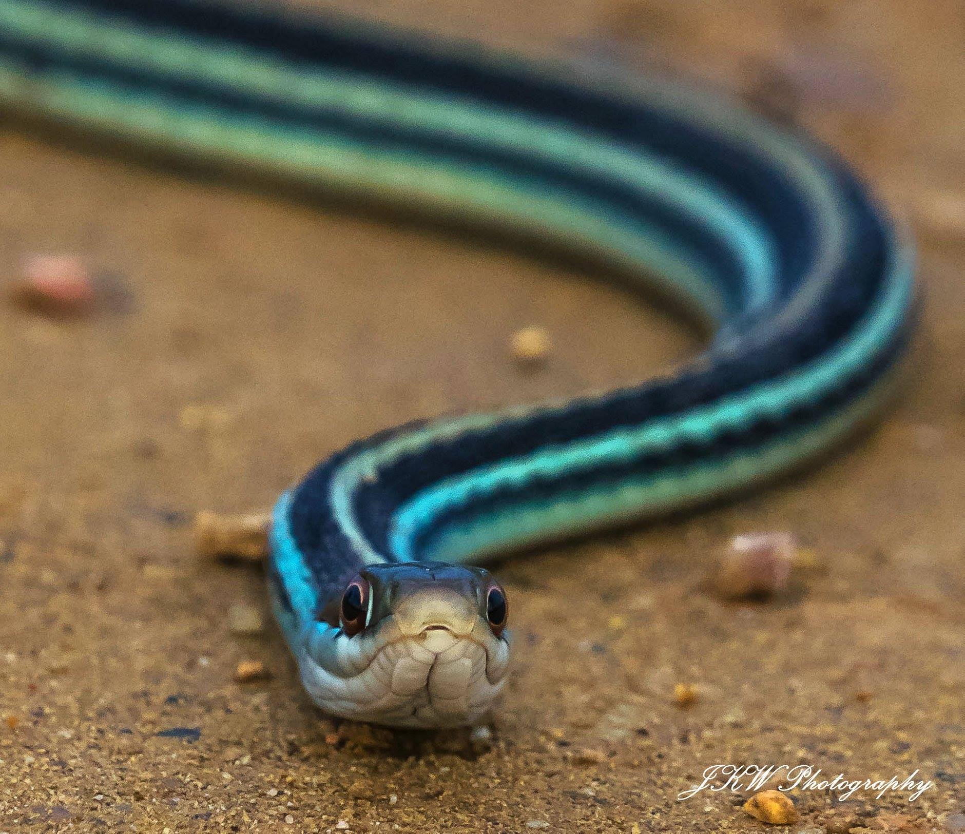 Western Ribbon Snake Western Ribbon Snake (Thamnophis Proximus