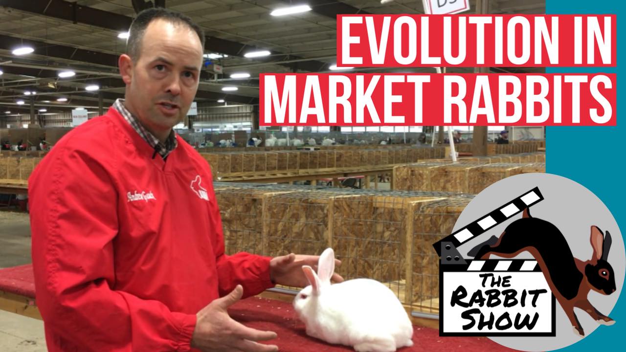 The Rabbit Show - Evolution in Market Rabbits by Andrew Gauck Learn at ...