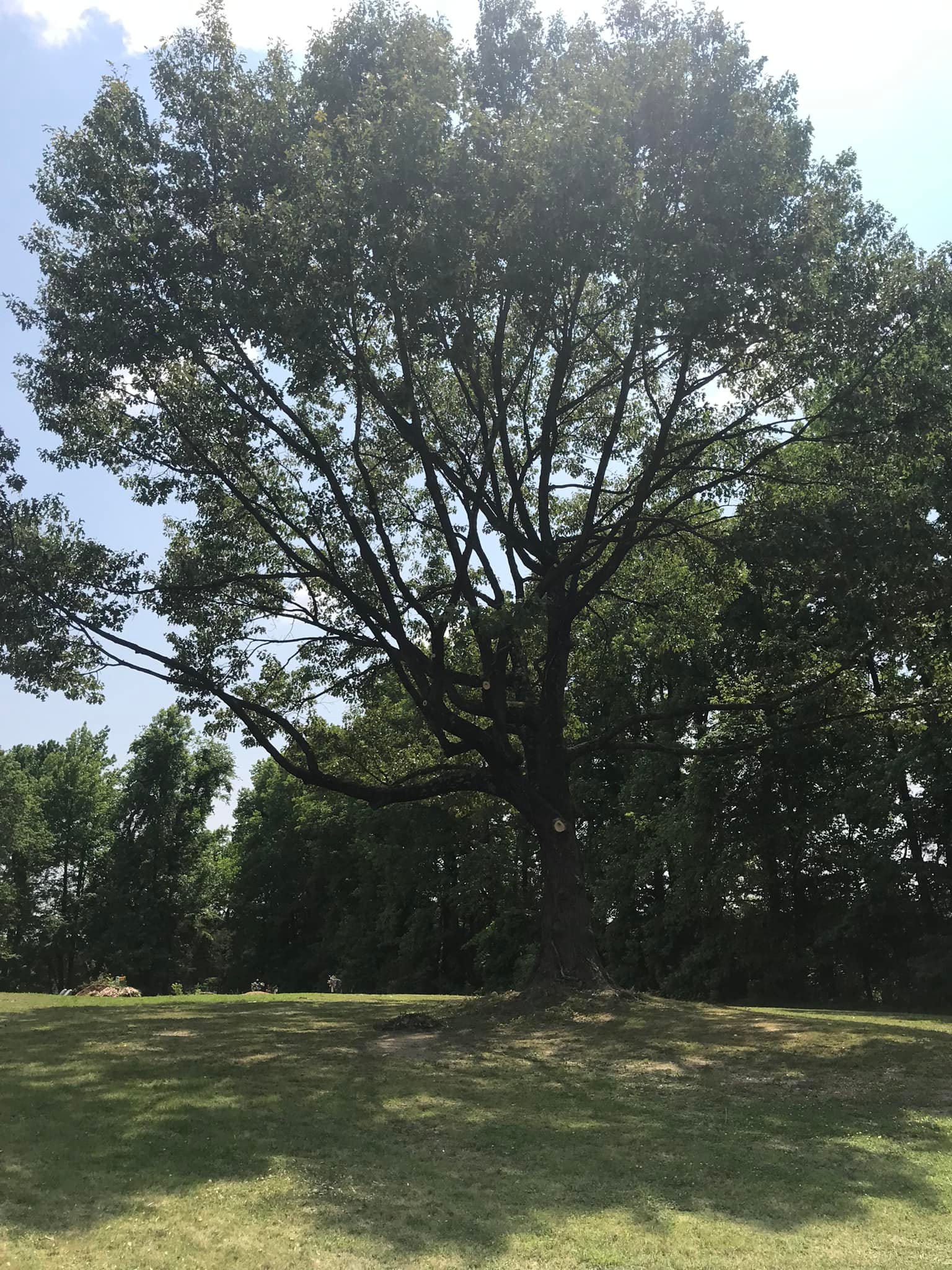 Fowler Tree Service | Covington TN
