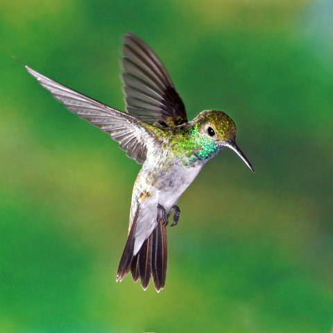 Hummingbird - The earliest recorded inhabitants of Jamaica were the ...
