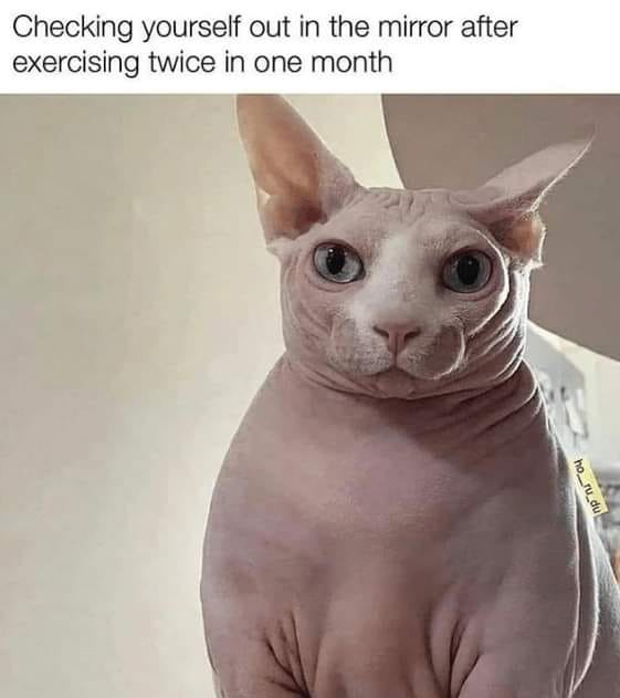 Exactly - Grumpy Animal Memes