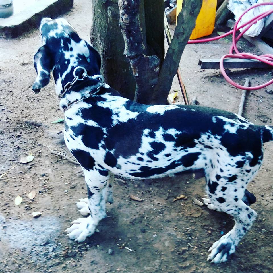 Dogfada Kennel | Accra