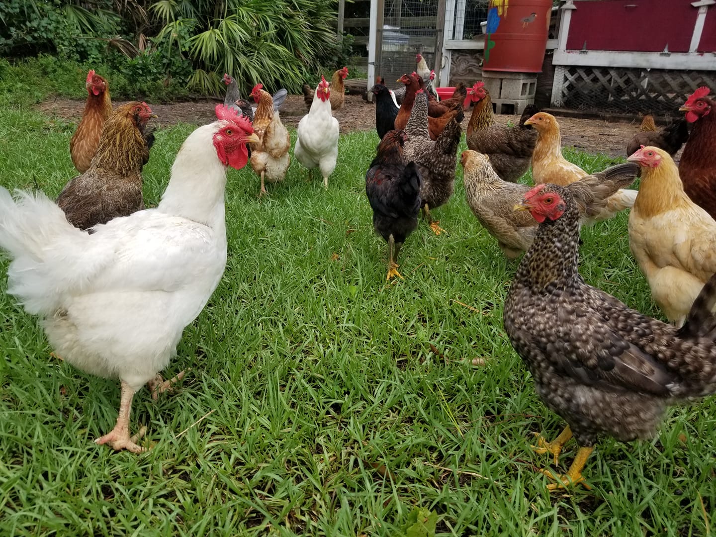 Shaker's Acres - Meet the Freeloaders.🐔🐔🐔 Won't lay...