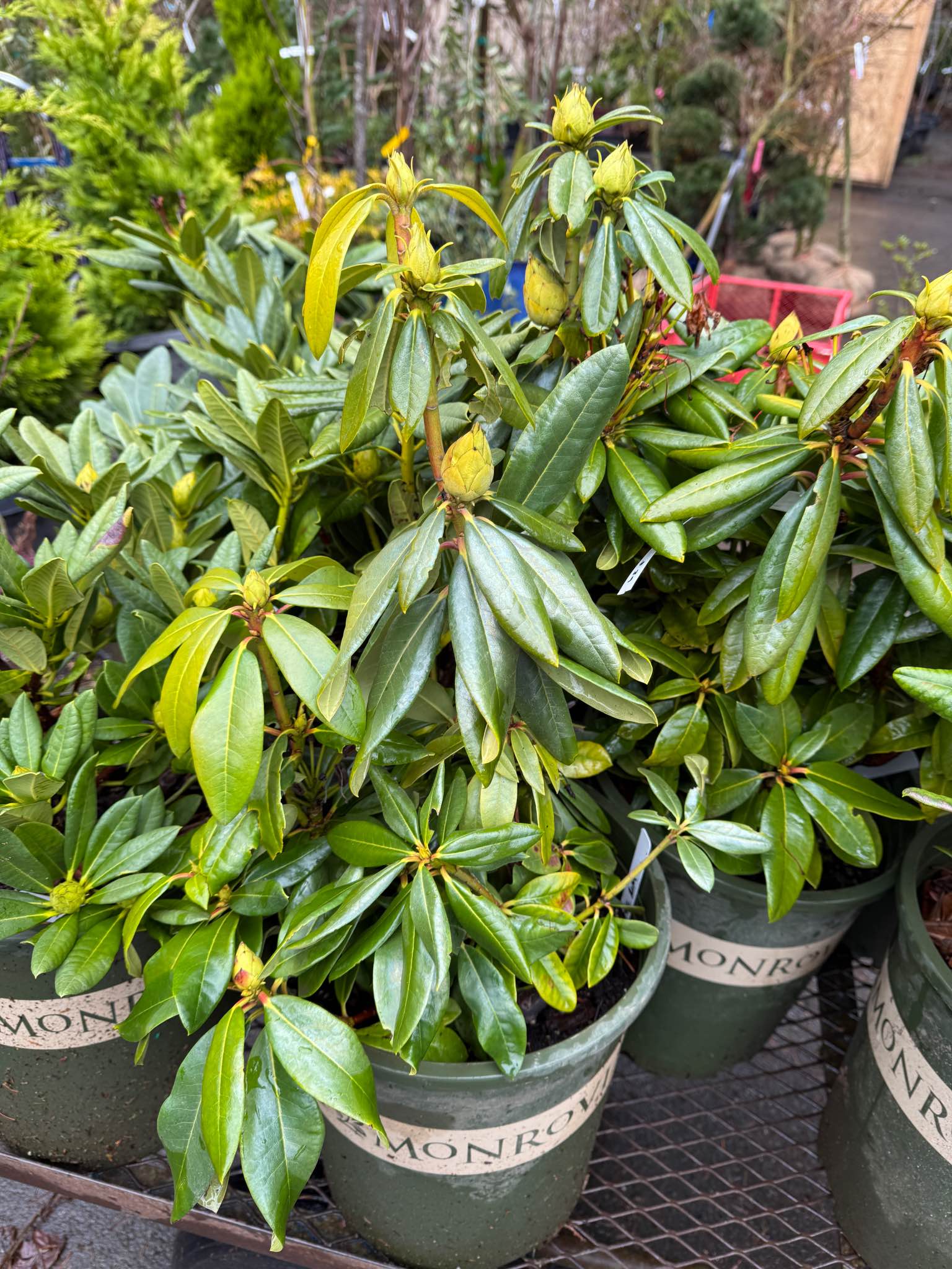 Fire Rim rhododendron bushes - Plants & Seedlings - South Hill ...