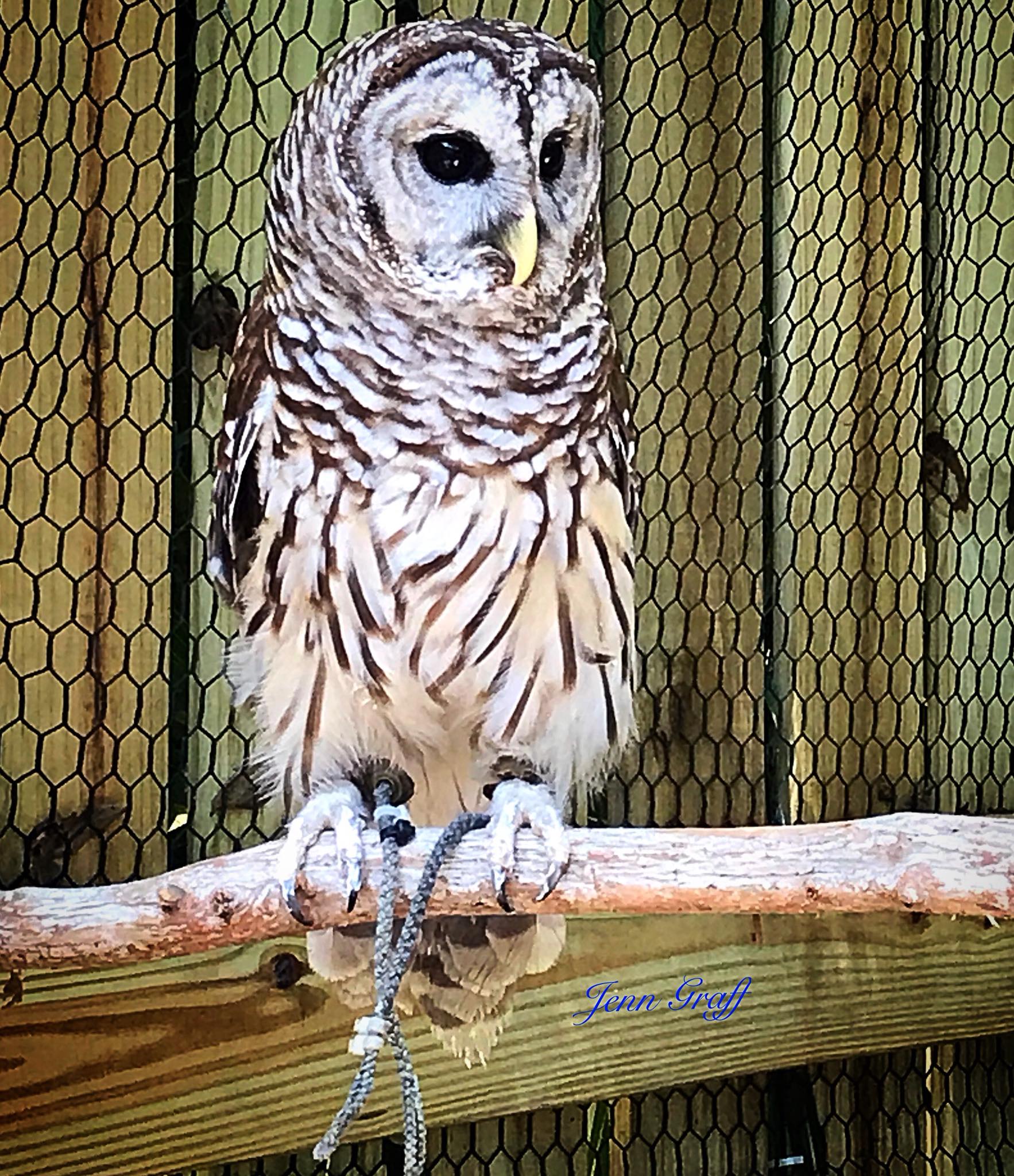 Wild Raptor Sanctuary | Clearwater FL