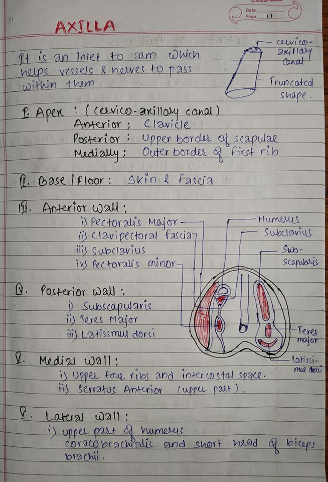 #Anatomy #of #Axilla #with #its... - Medical Articles | Facebook