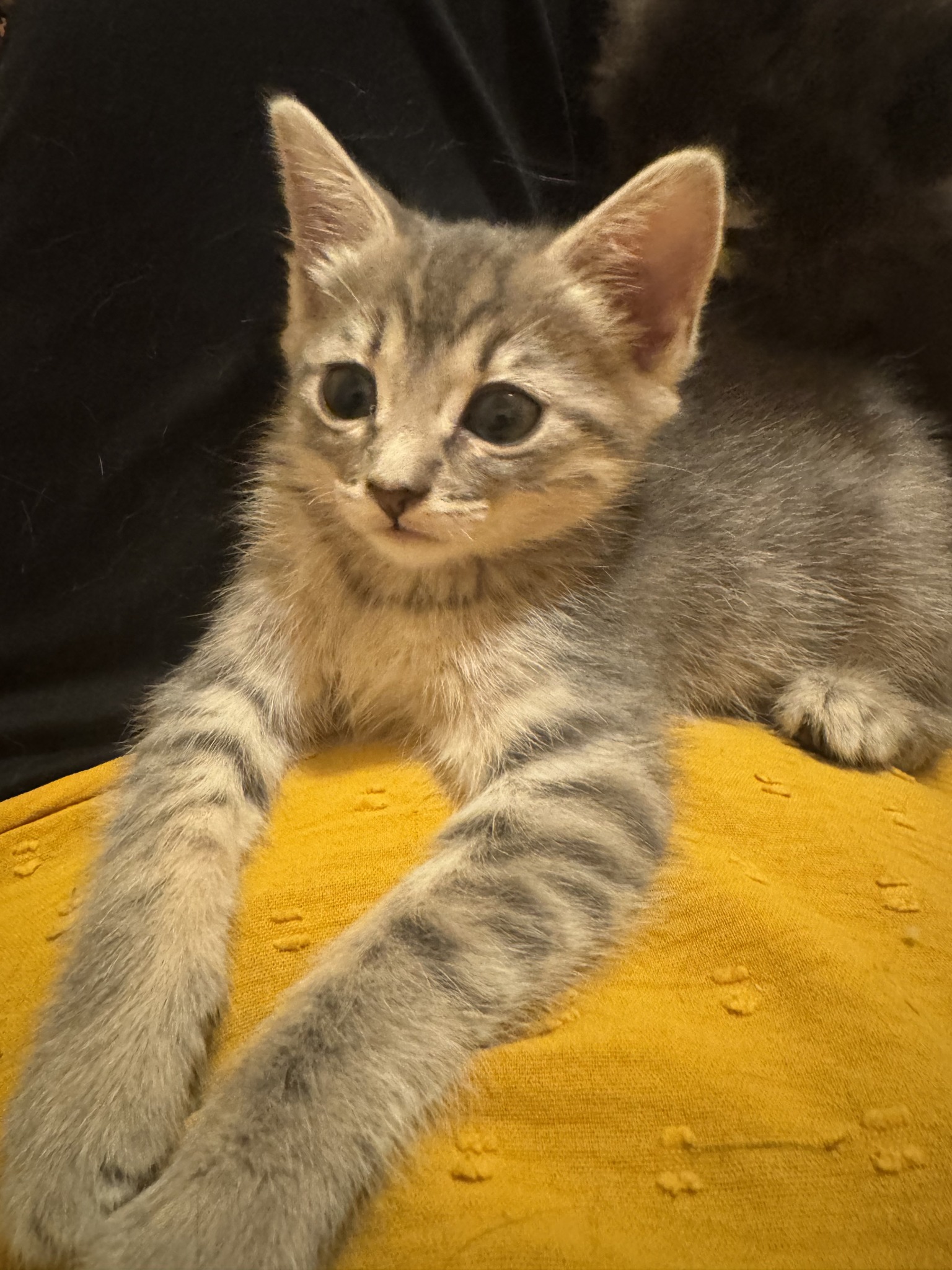 adoptions-krazy-kats-kitten-kitty-korner