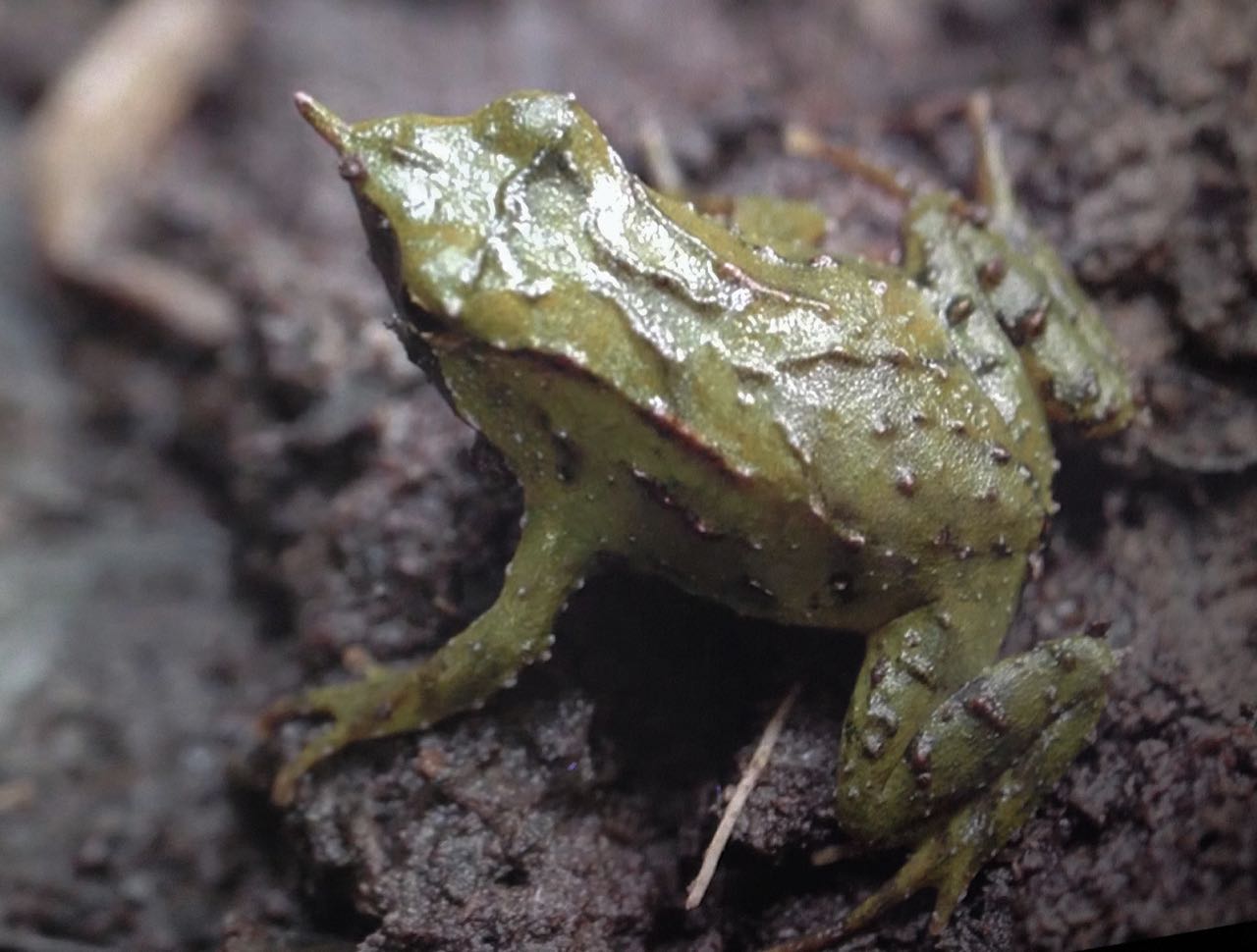 La Ranita de Darwin o Rhinoderma... - Proyecto Arca Chile