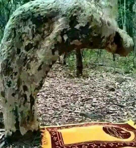 Dunia Akhirat - Saya bersumpah akan like pohon rukuk ini.....
