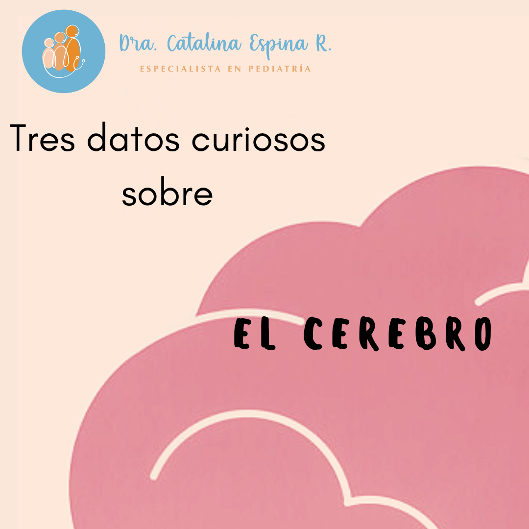 🧠 El órgano más... - Dra. Catalina Espina Rodas - Pediatra