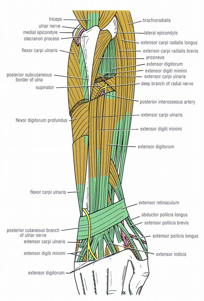 Extensor... - Anatomy by Dr. Shafiq Ahmad Kainth.