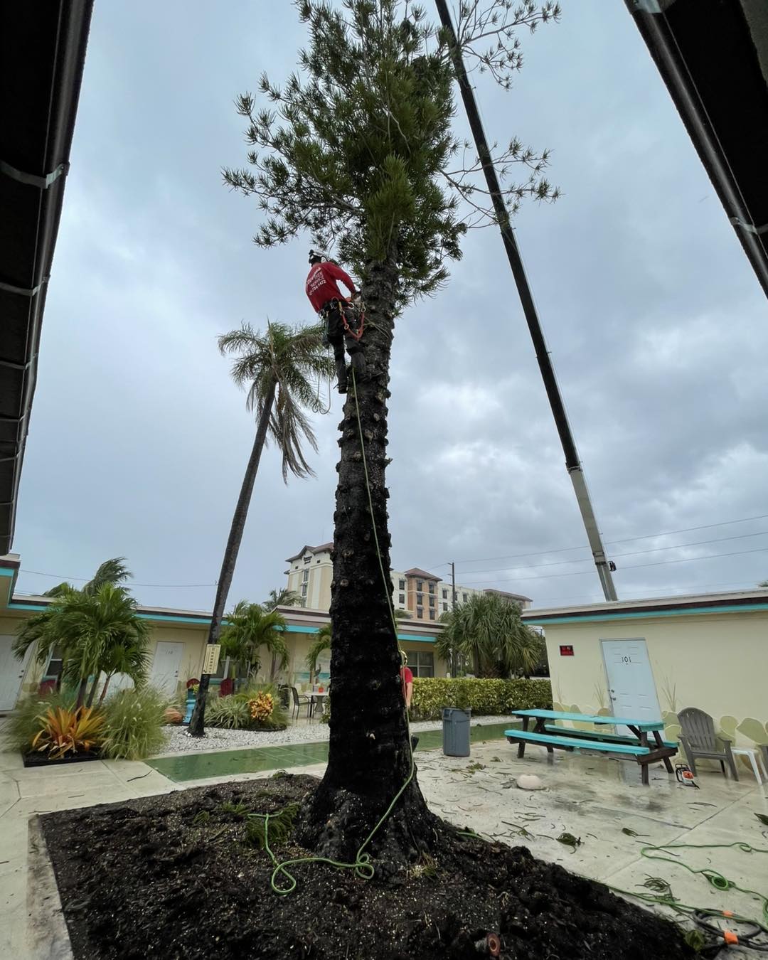This Norfolk Island Pine removal... - Stevens Tree Service | Facebook