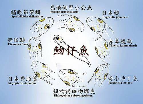 Baby Jovin 的食譜日記 - 魩仔魚是一、二百種魚苗的總稱，主要由鯷科、鯡科仔稚魚組成，是海洋生態資源的重要基石，沒有了這些仔魚，大海 ...