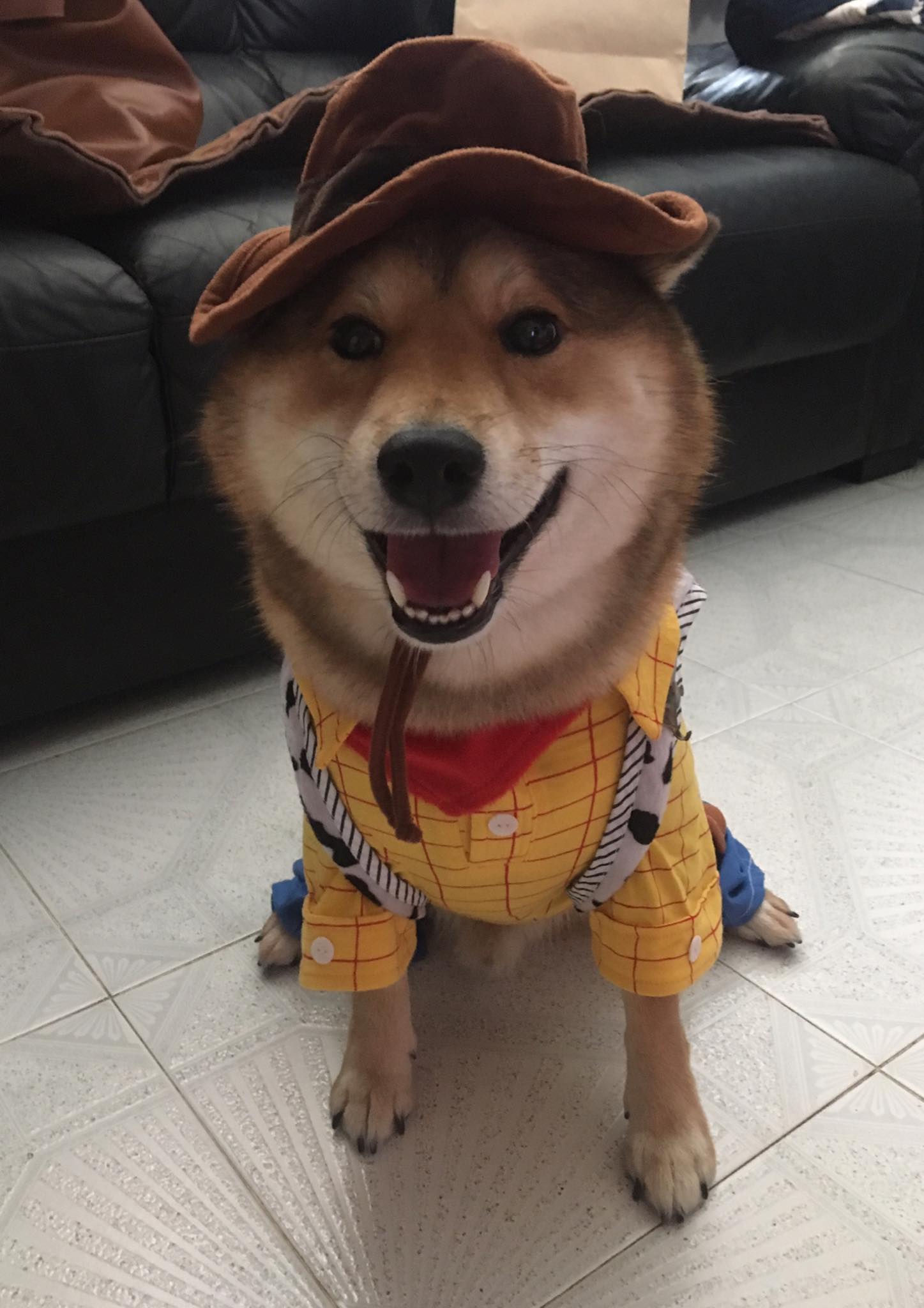柴犬Tiger•Kuma 記 - 兩隻都係胡迪 一個開心到爆 一個愁眉苦臉😂