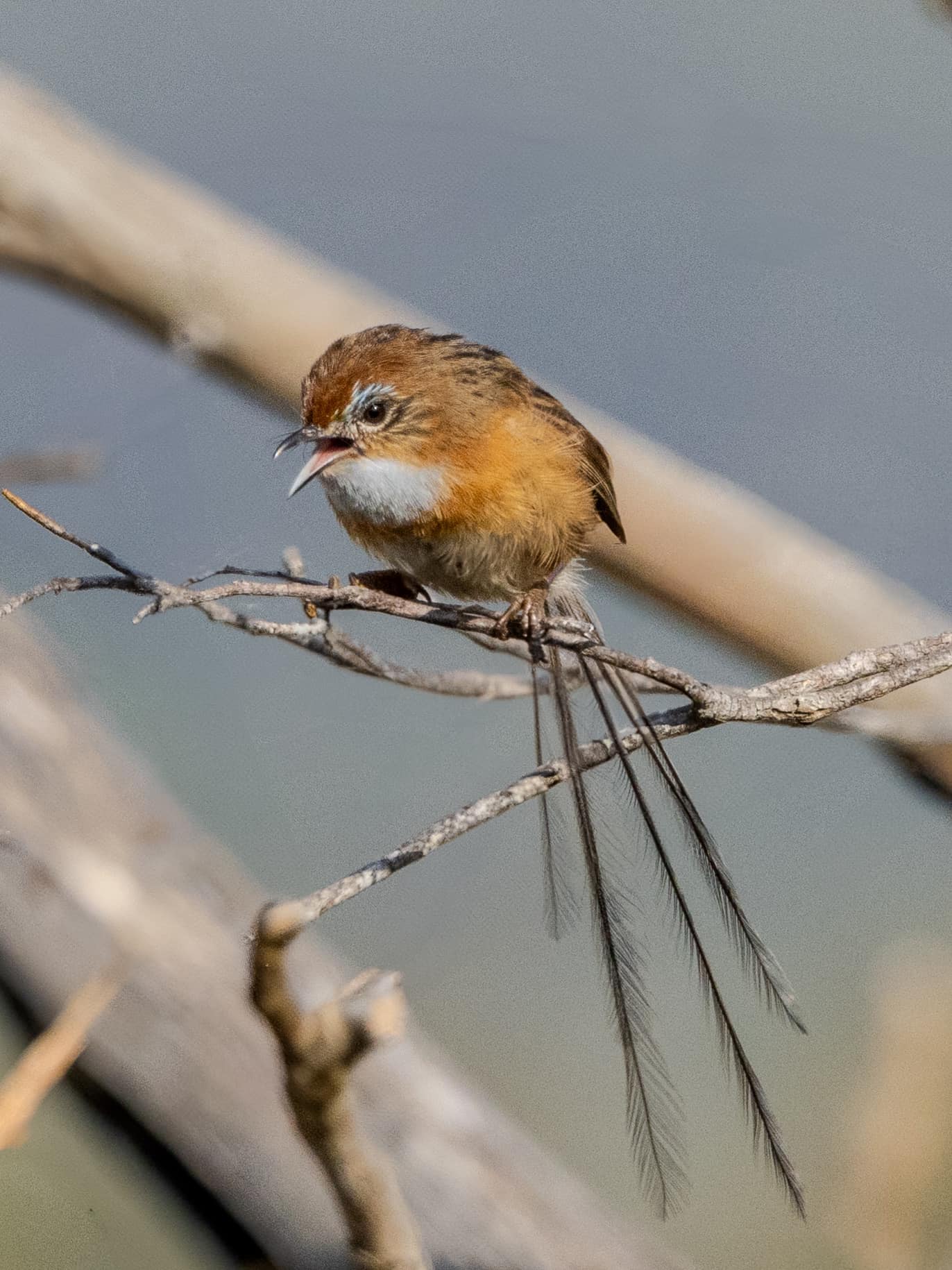 Bird Southern Emu-wren - Emu Transparent PNG