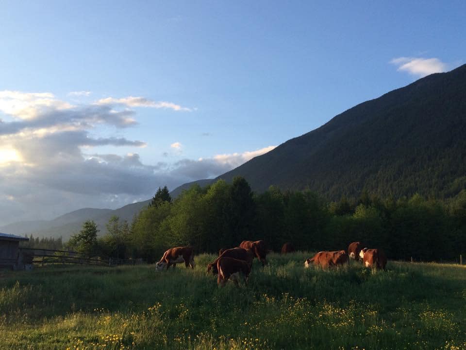 Nighthawk Ridge Farms Ltd. | Port Alberni BC