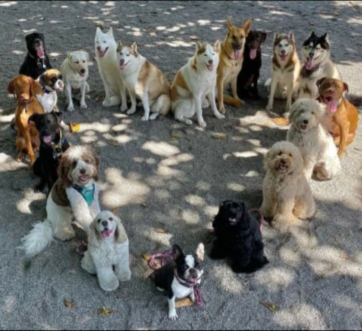 LOVE OF ALL FUR BABIES ANGEL RESCUE / PET SANCTUARY | Facebook
