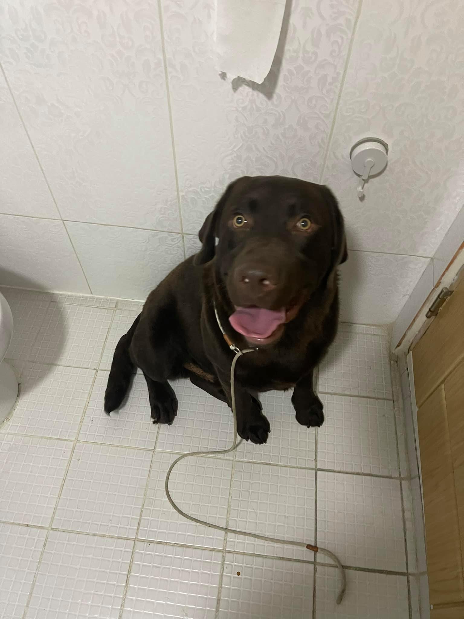 หลังจากการเดินเล่น 2 ตัว... - Dobby Bambii labrador