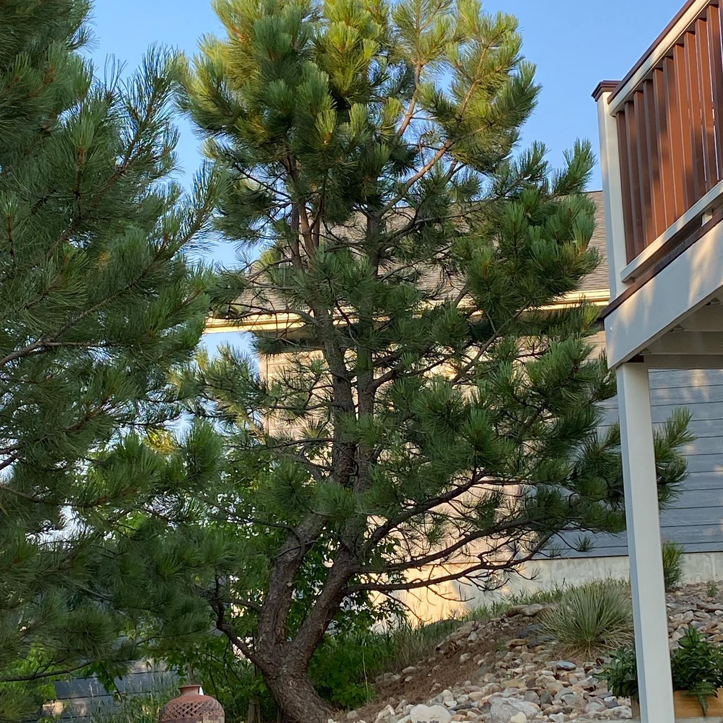 Taken From Time - The “Perseverance Tree”