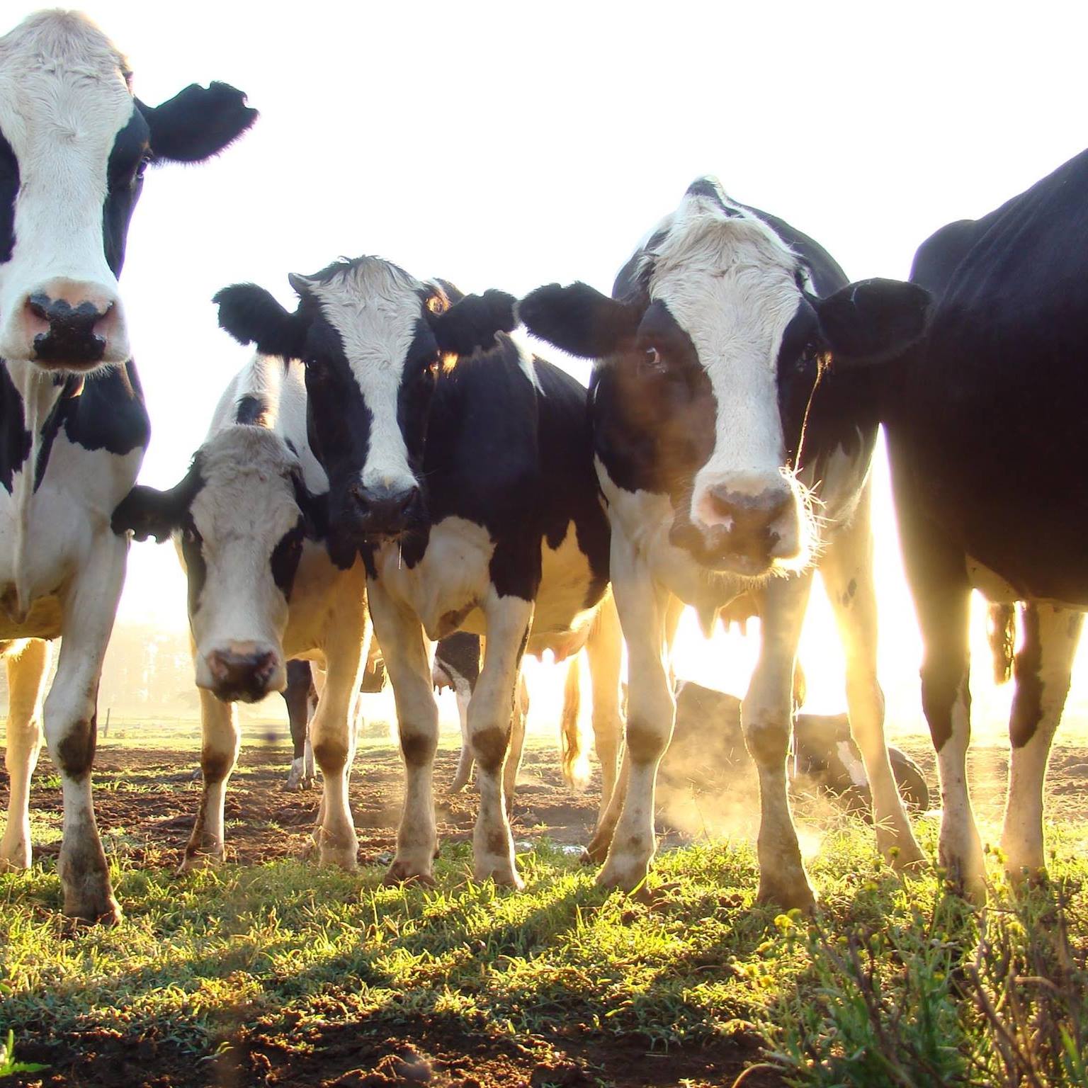 A-Z OF FLECKVIEH BREED The Fleckvieh is the second-largest dairy breed ...