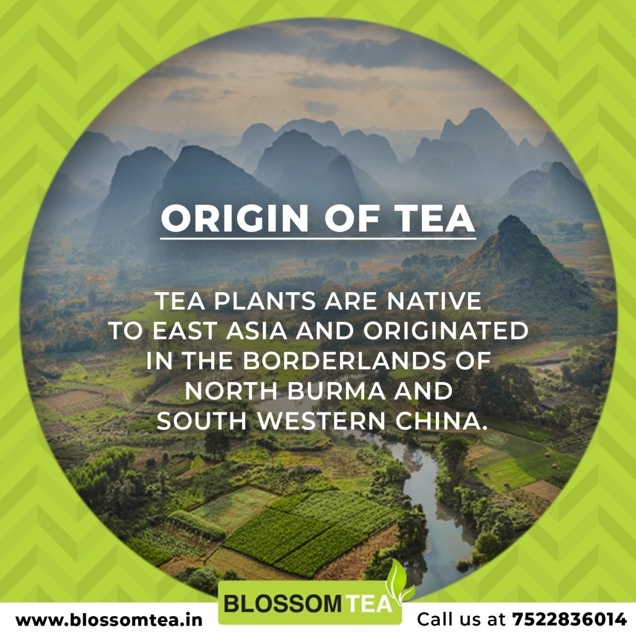 Blossom tea - Origin of Tea :- Tea plants are native to...