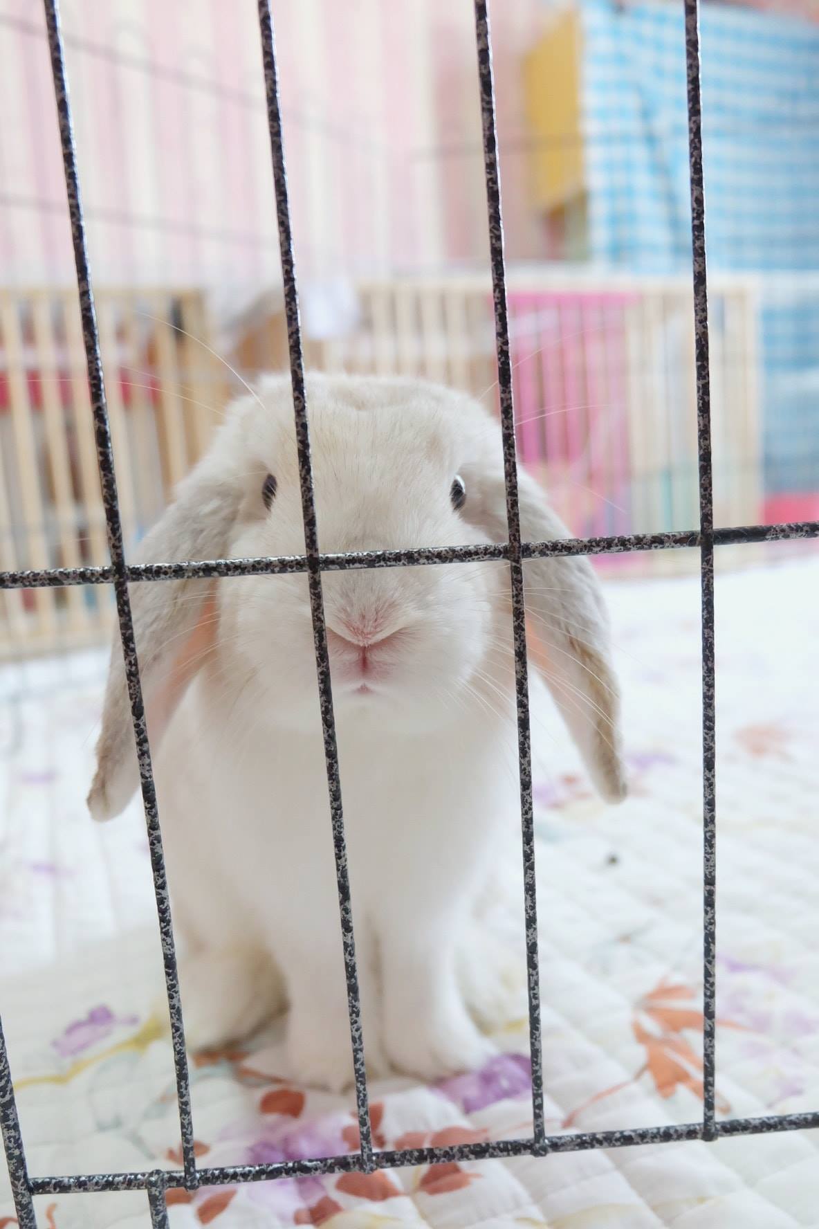 ขอโอเลี้ยงสักถุงให้ผมหน่อยฮับ 😍 วิปครีม... - Chill Chill Rabbit Proud ...
