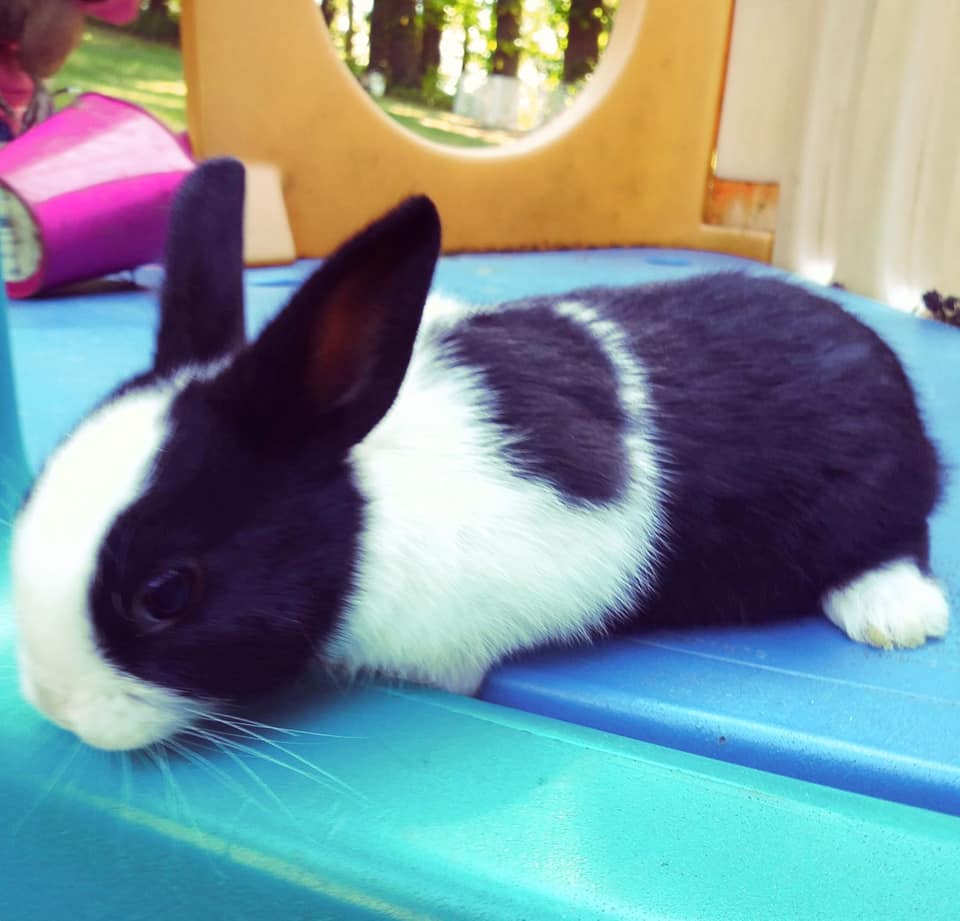 Doug & Daughters Dutch Rabbitry