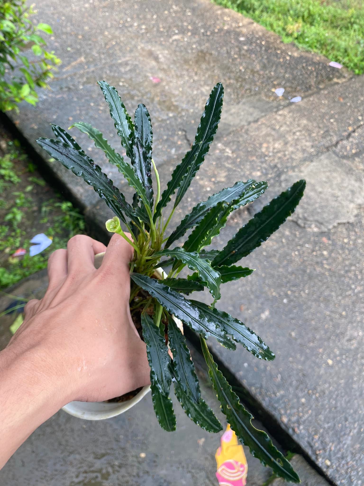 Bucephalandra motleyana from a sandstone jungle stream of Sarawak