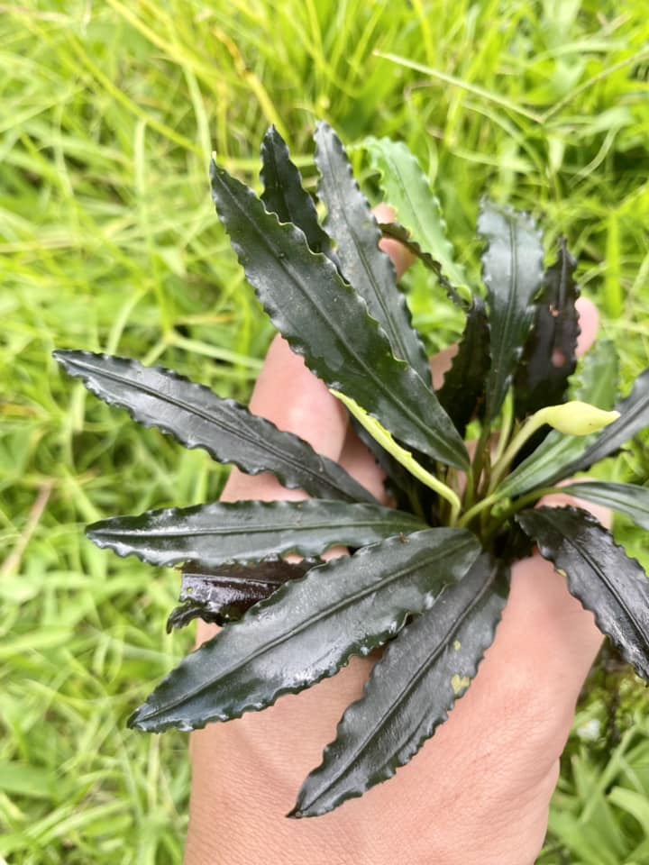 Bucephalandra motleyana from a sandstone jungle stream of Sarawak